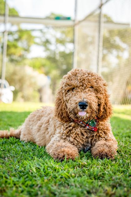 Goldendoodle med lockig aprikosfärgad päls ligger i gräset i solen
